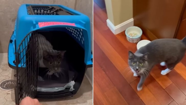 Incredibly Shy Cat Goes From Timid To Confident Thanks To A Special Friend