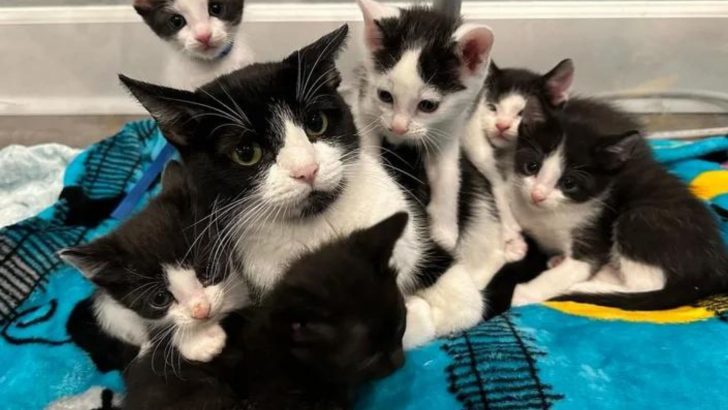 Shy Cat Opens Up After Realizing Her Six Kittens Are In Good Hands