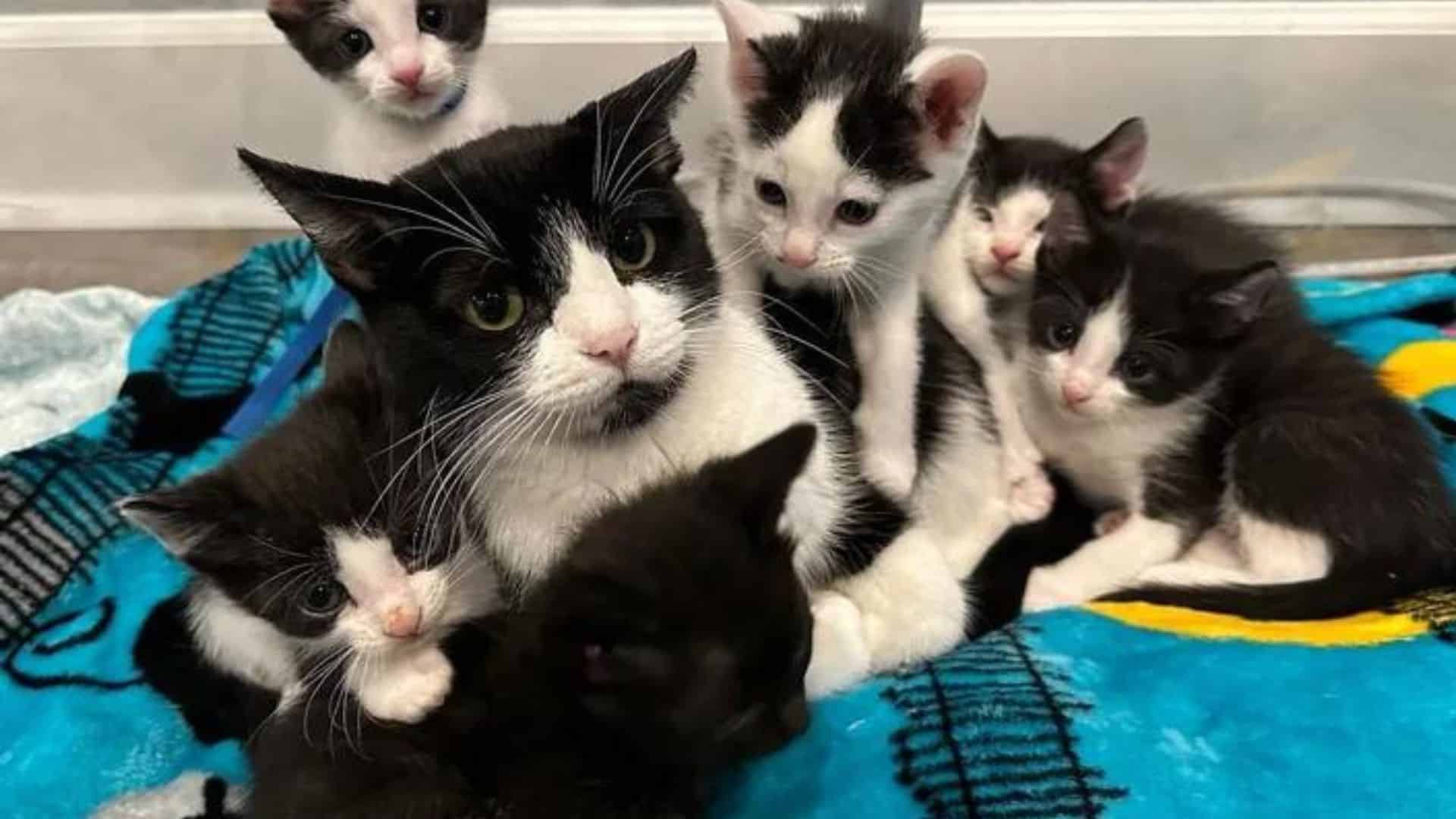 a cat with cute kittens