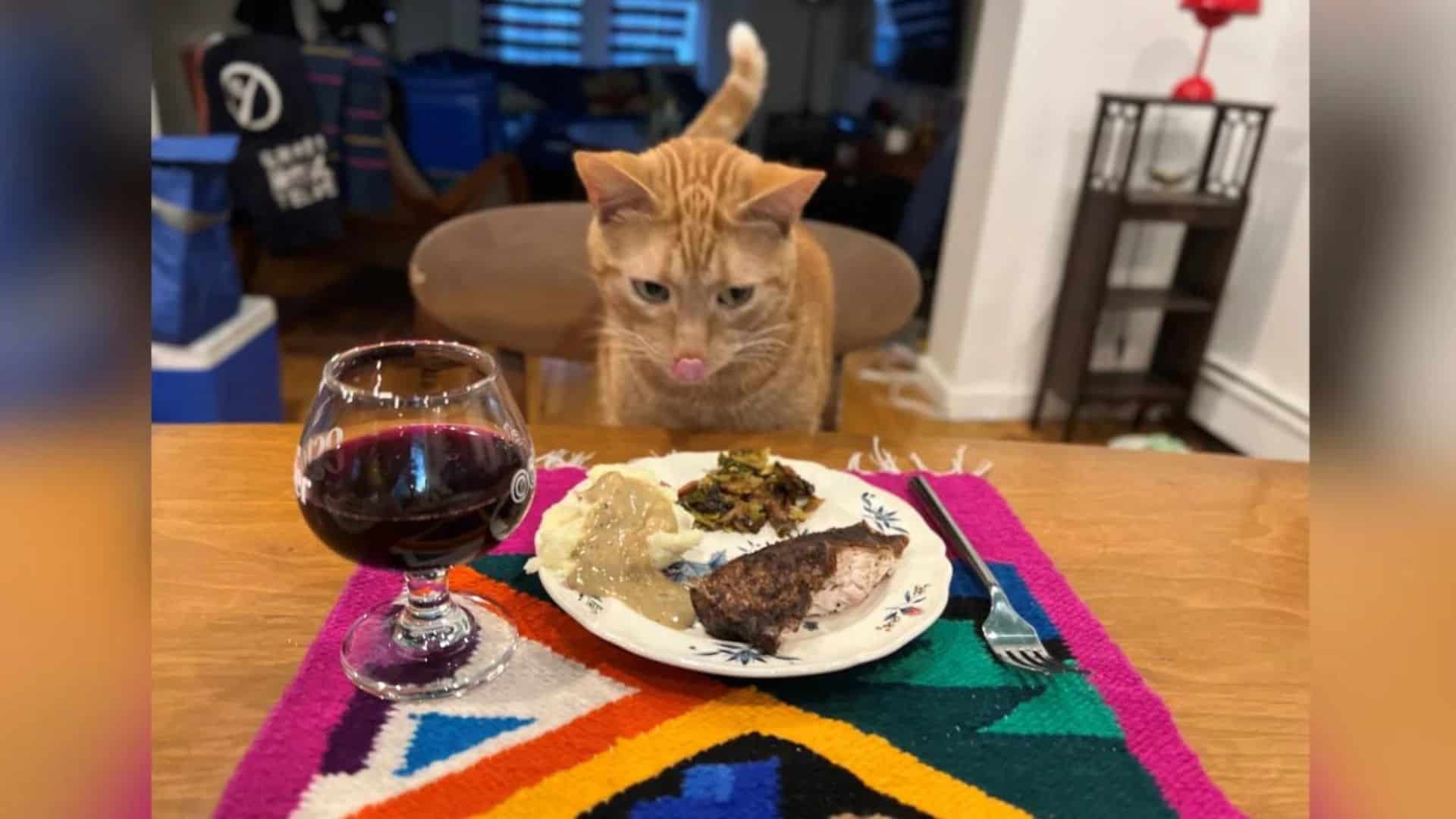 cat enjoys thanksgiving dinner