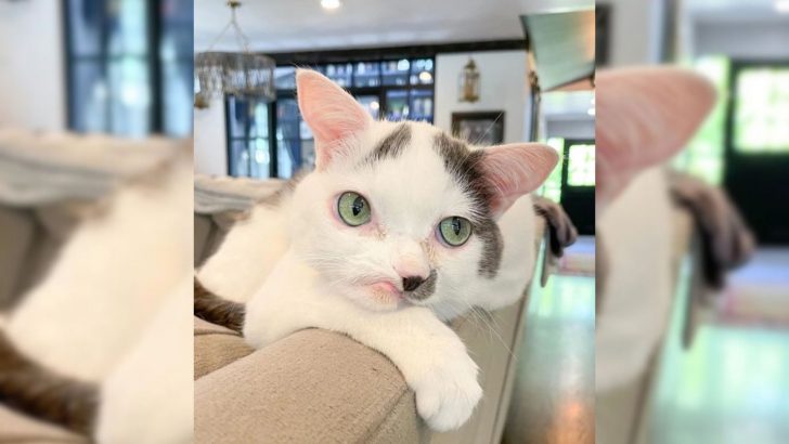 This Adorable Crooked-Faced Kitty Has An Amazing Rescue Story To Tell