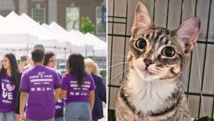 Shockingly, Someone Stole A Tabby Cat From An Adoption Event In Manhattan