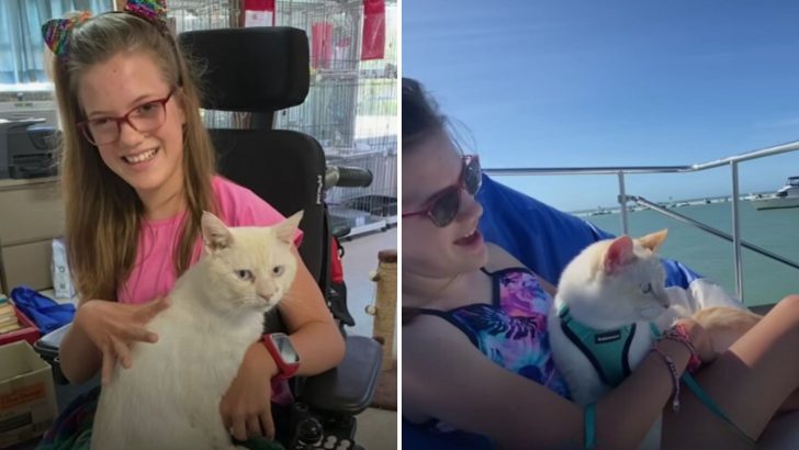 Stray Cat Becomes A Therapy Cat And Ends Up Travelling The World
