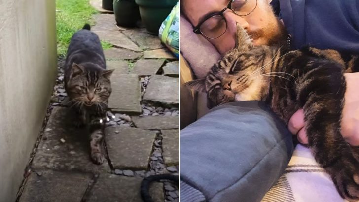 Charming Stray Cat Kept Visiting Man’s House Until He Became A Permanent Resident