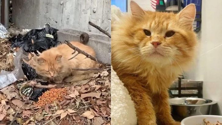 Ginger Cat That Roamed New York Streets And Slept On Leaves Now Has A Whole New Life