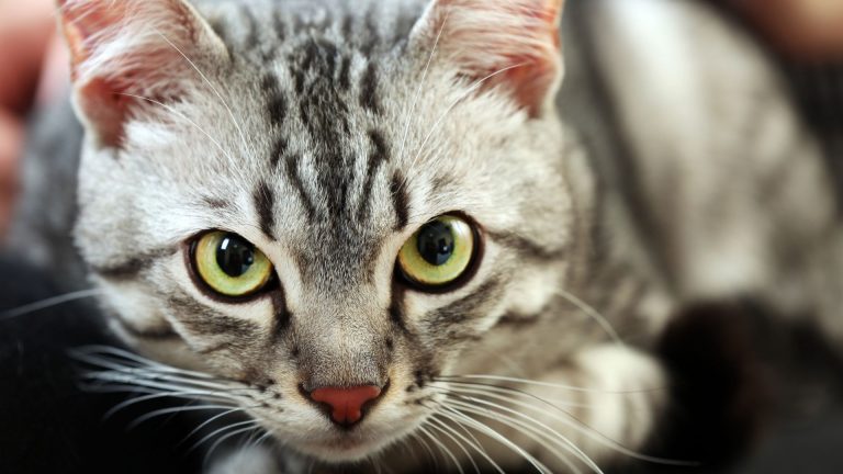 portrait of a cat with big yellow eyes