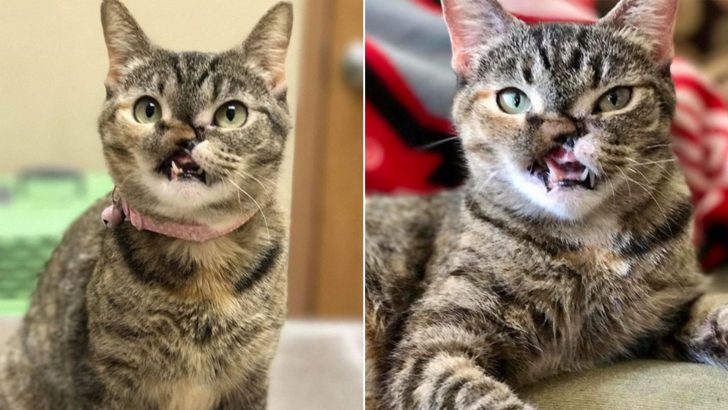 Tabby Cat Shot In The Face As A Kitten Finds Happiness In Life