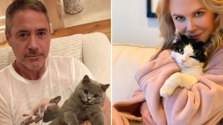 The Most Popular Celebrities Who Are True Cat Lovers