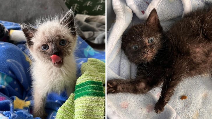 Two Tiny Kittens Found In Chicago Forest Struggling To Survive