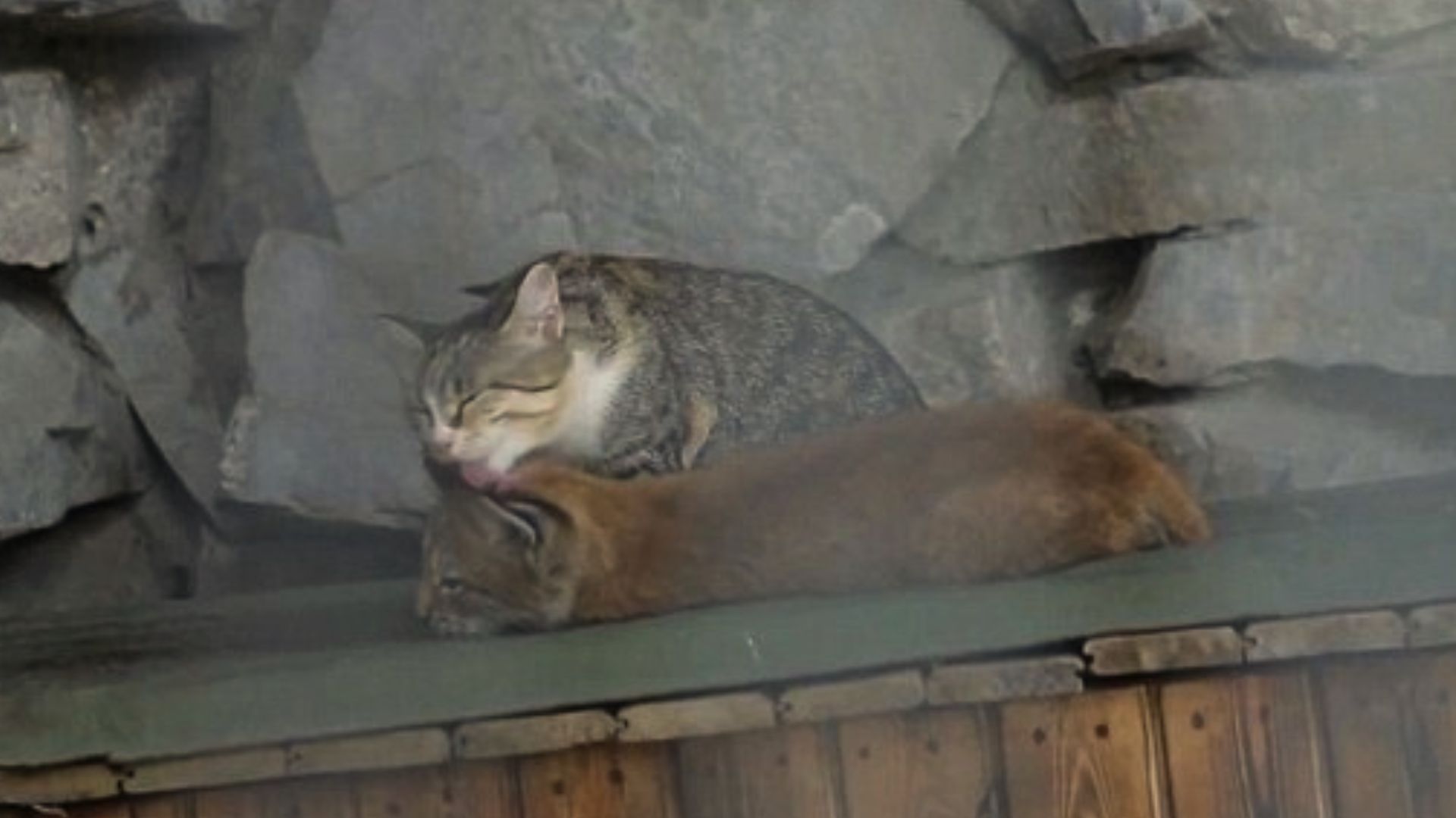 This Amazing Cat Adopted A Baby Lynx As She Was Her Own