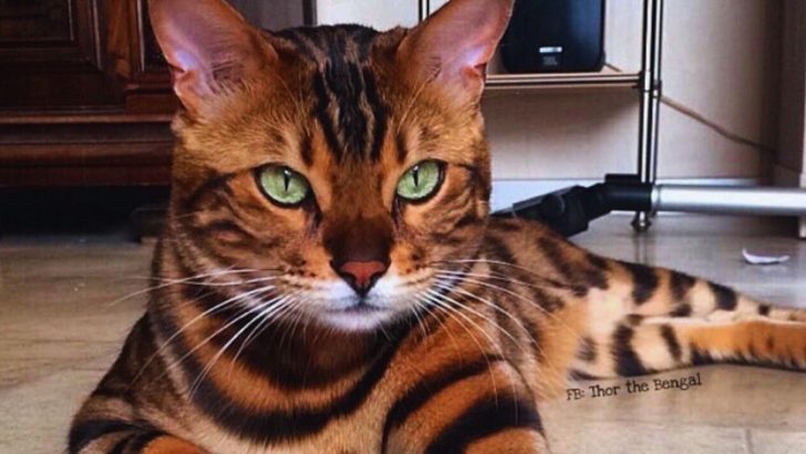 This Bengal Cat Has The Most Beautiful Emerald Green Eyes You’ve Ever Seen