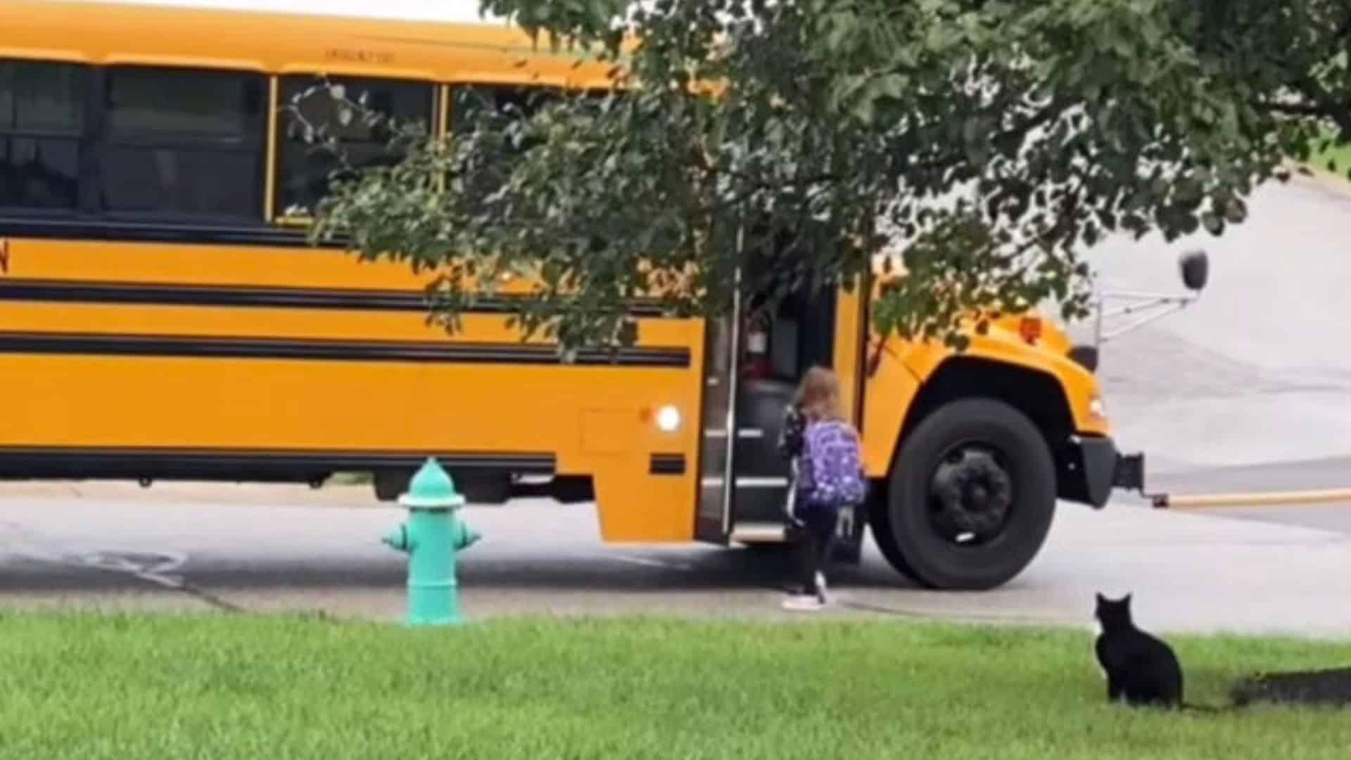 photo of cat sitting by school bus