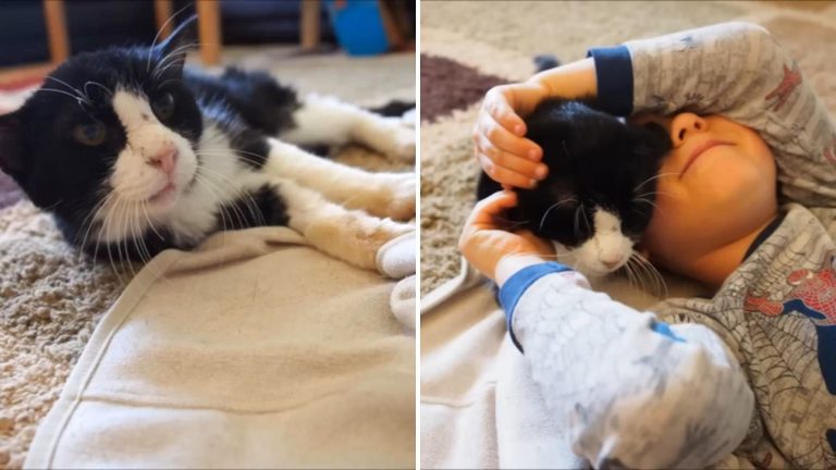 two photos of a cat and a boy hugging the cat