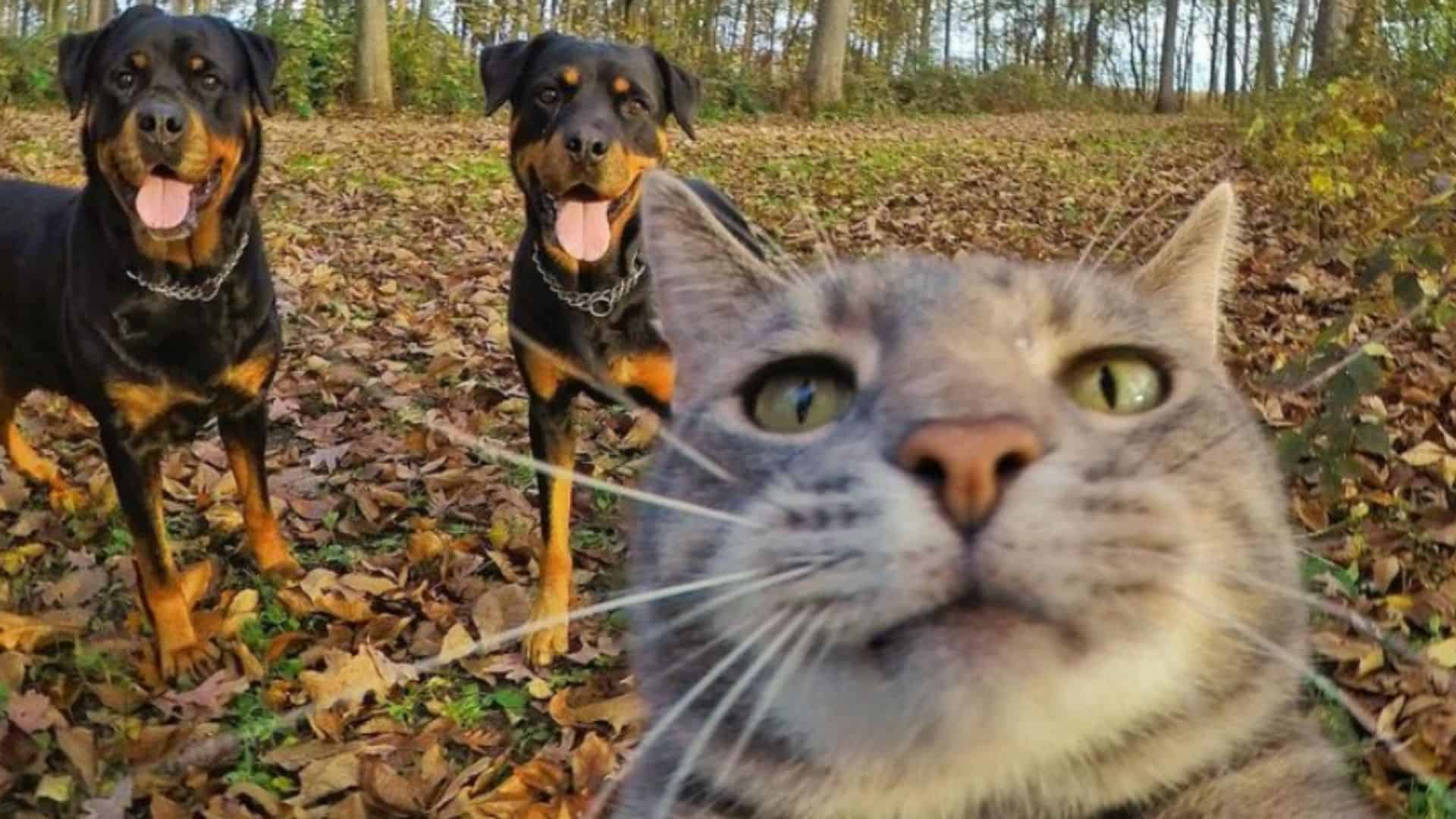 manny the selfie cat
