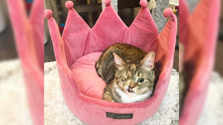 You’ll Fall Head Over Heels For Princess P, A One-Eyed Cat With Charming Snaggletooth