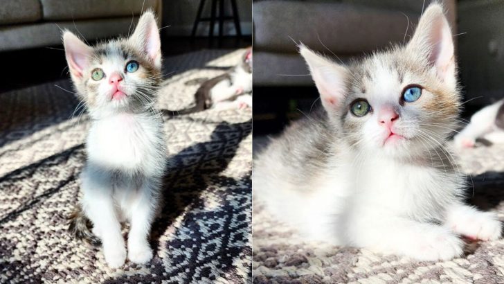 This Kitten Has Captivating Two-Colored Eyes Of Blue And Green