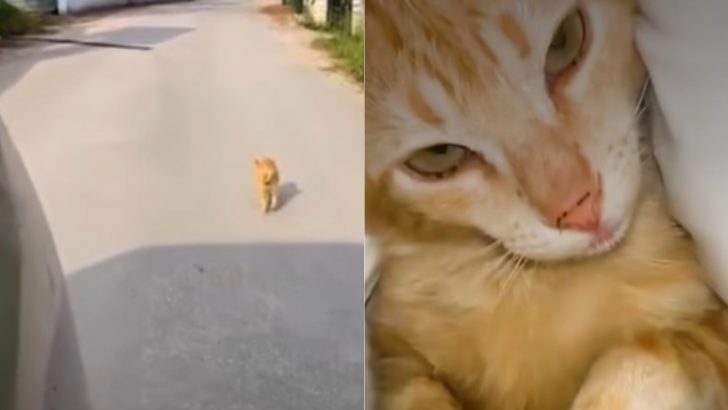 Ginger Stray Cat Haunts A Woman’s Car Changing Her Life Forever