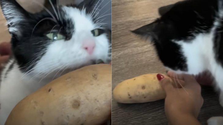 Toothless Senior Kitty’s Obsession With Potatoes Is One Of The Most Unusual Feline Traits Out There