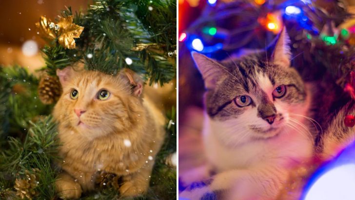 This Woman Took Amazing Photos Of Her Cats Getting Festive With Christmas Decorations 