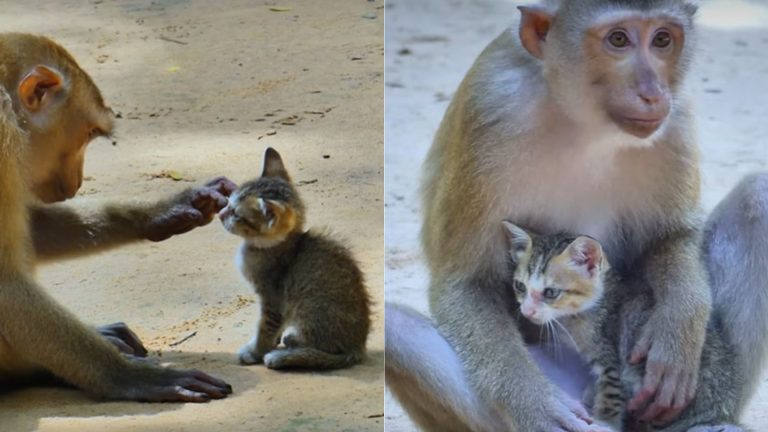 Tiny Kitten Finds Comfort In The Monkey’s Arms