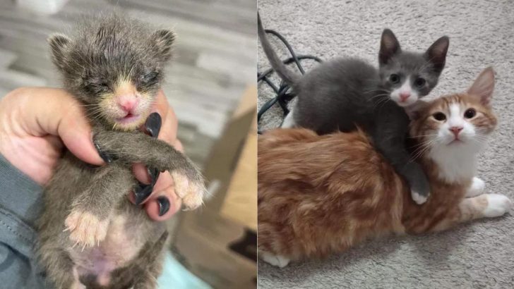 Tiny Orphaned Kitten Rescued Just In Time Shows His Rescuers Incredible Fighting Spirit