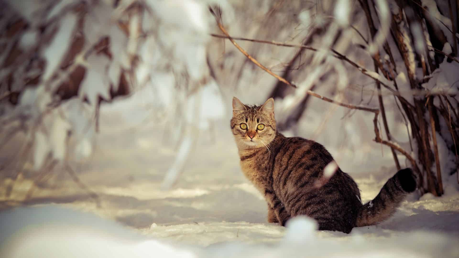 cat standing on a snow