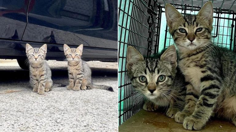 twin kittens on the street