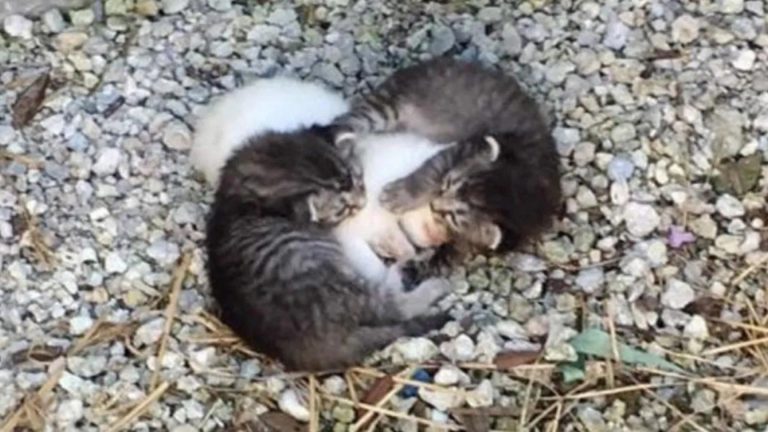 Two Orphaned Kittens Embrace Their Trembling Sister