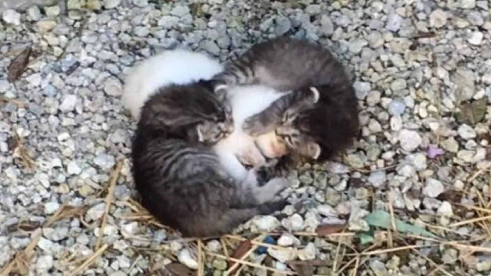 Two Orphaned Kittens Embrace Their Trembling Sister