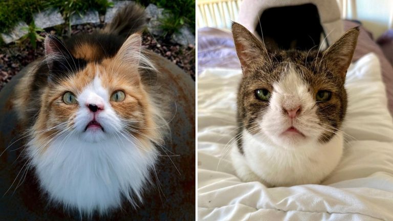 Two Special Needs Cats No One Wanted To Adopt