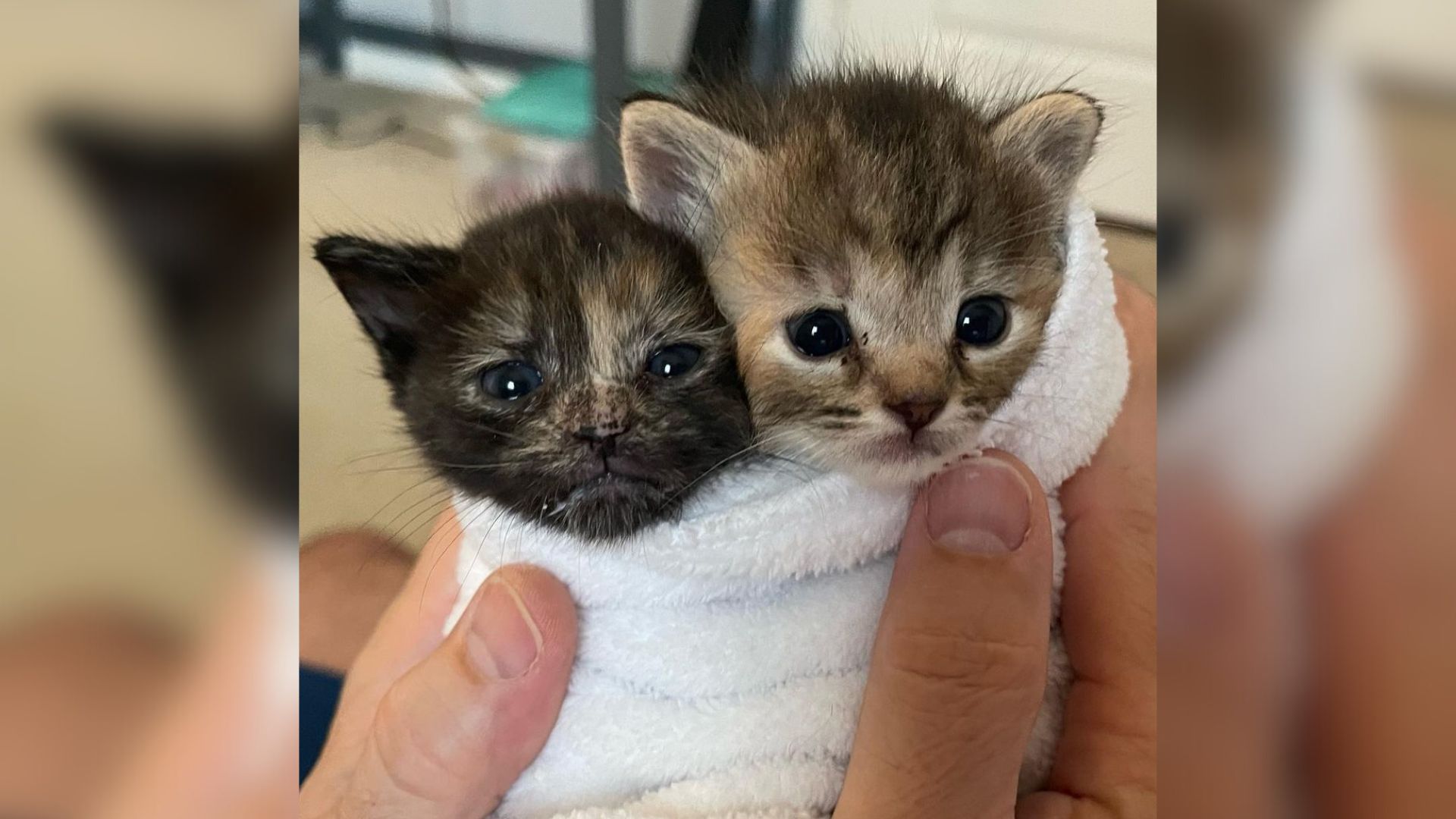 two tiny kittens wrapped together in a blanket