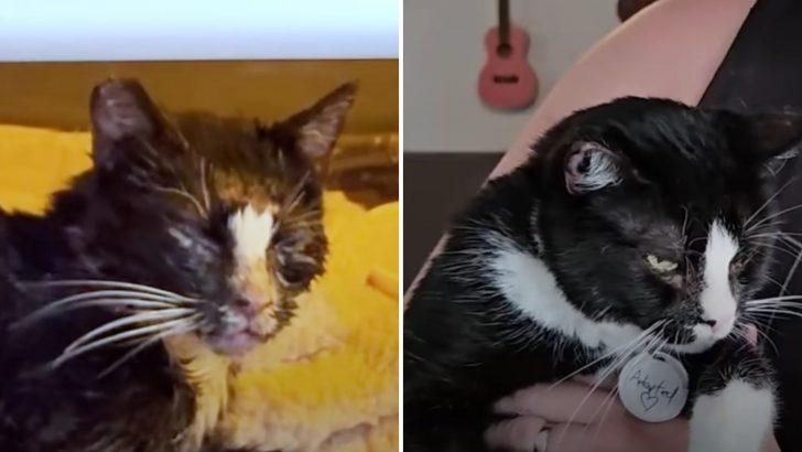 Poor Cat Struggles To Survive After Being Shot With BB Pellets At Least Three Times