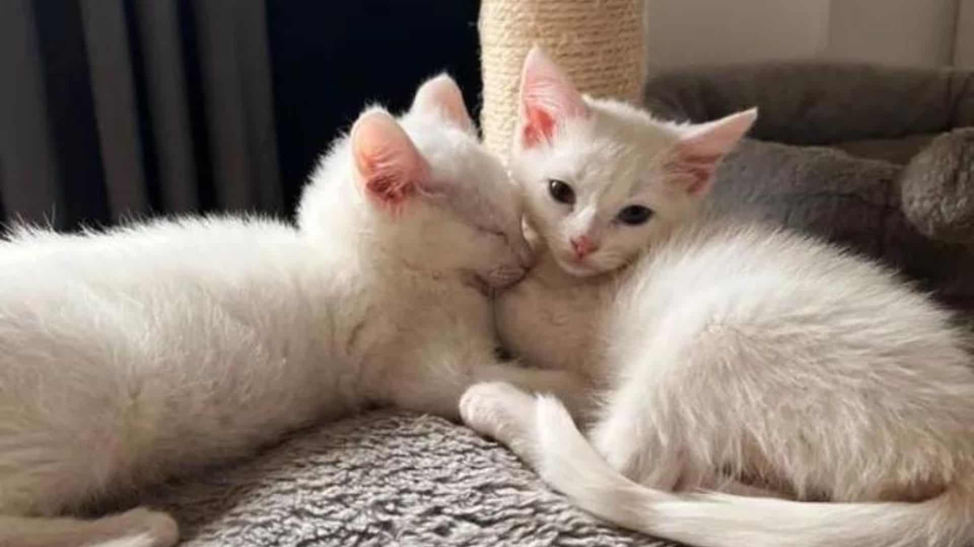 white kittens