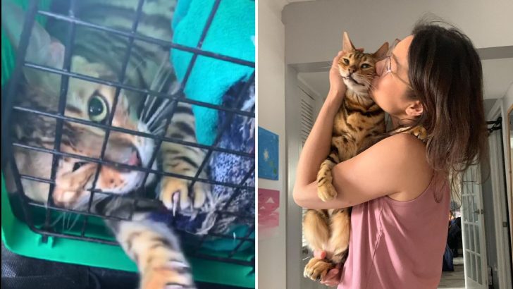 Aggressive Bengal Cat Overcomes Trauma To Flourish In A Loving Home