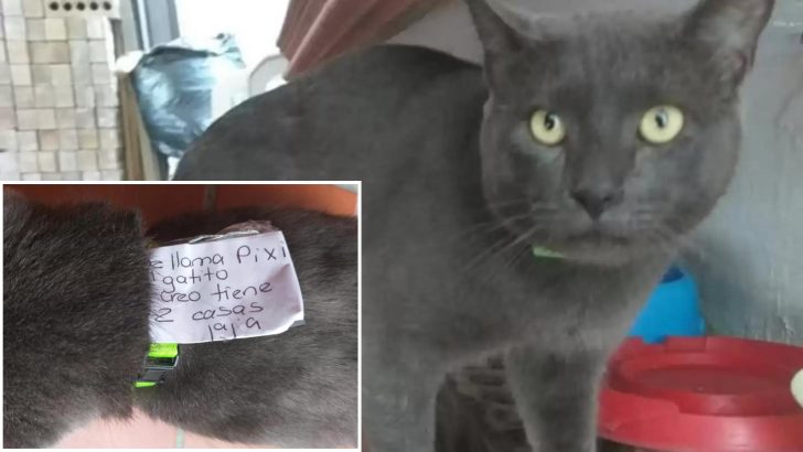 Woman Shocked To Discover Her Beloved Cat Has A Second Secret Life