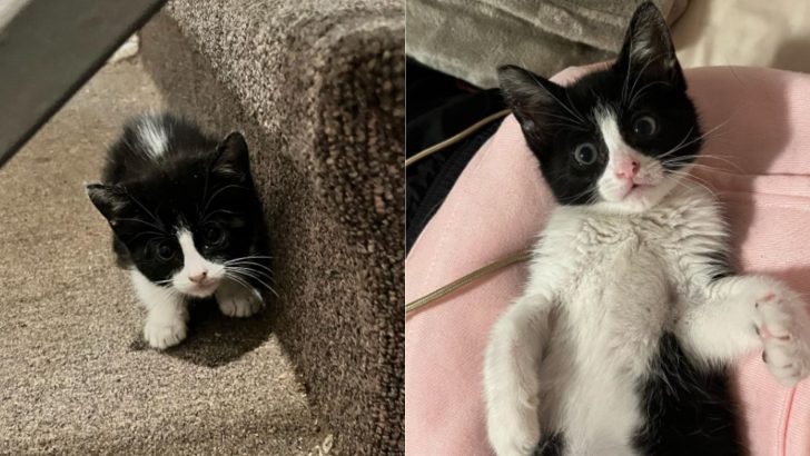 Florida Woman Comes Home From A Trip And Finds A Tiny Tuxedo Kitten On Her Doorstep