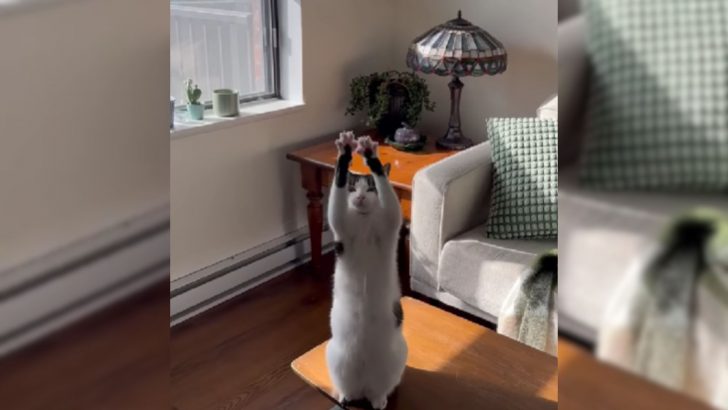 Woman Puzzled By Her Cat’s Odd Habit Needs Help To Decode The Mystery Behind It