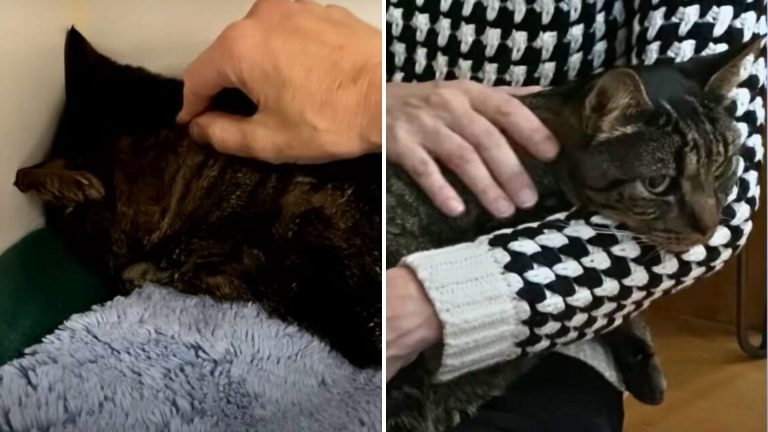 cat's transformation from a shy to a cuddly kitty