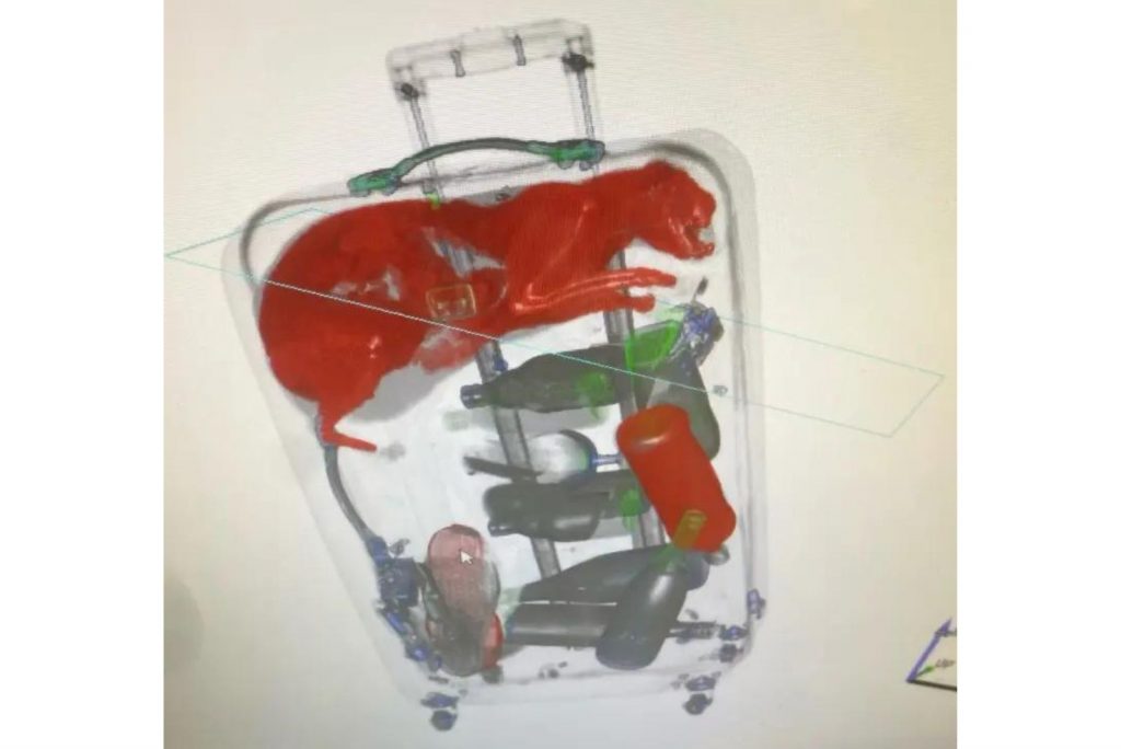 X-ray of a cat in a suitcase