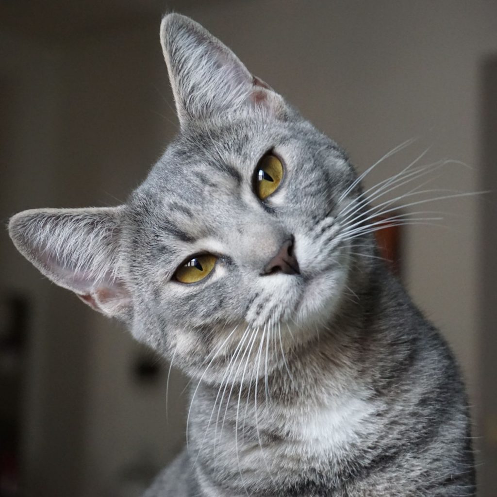 a beautiful gray cat with yellow eyes
