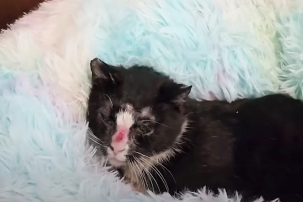 a black and white cat with a red bruise on its nose