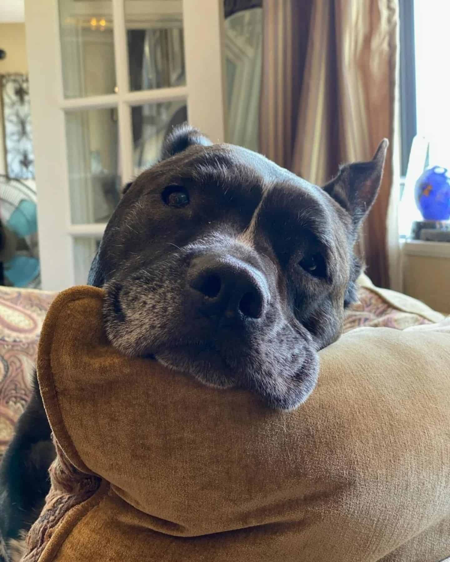 a black pit bull leaning on a pillow