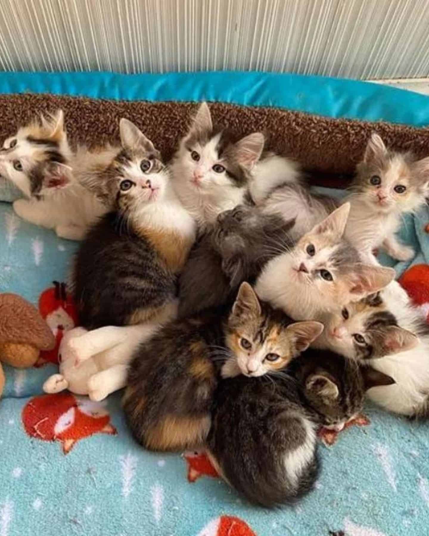 a bunch of kittens