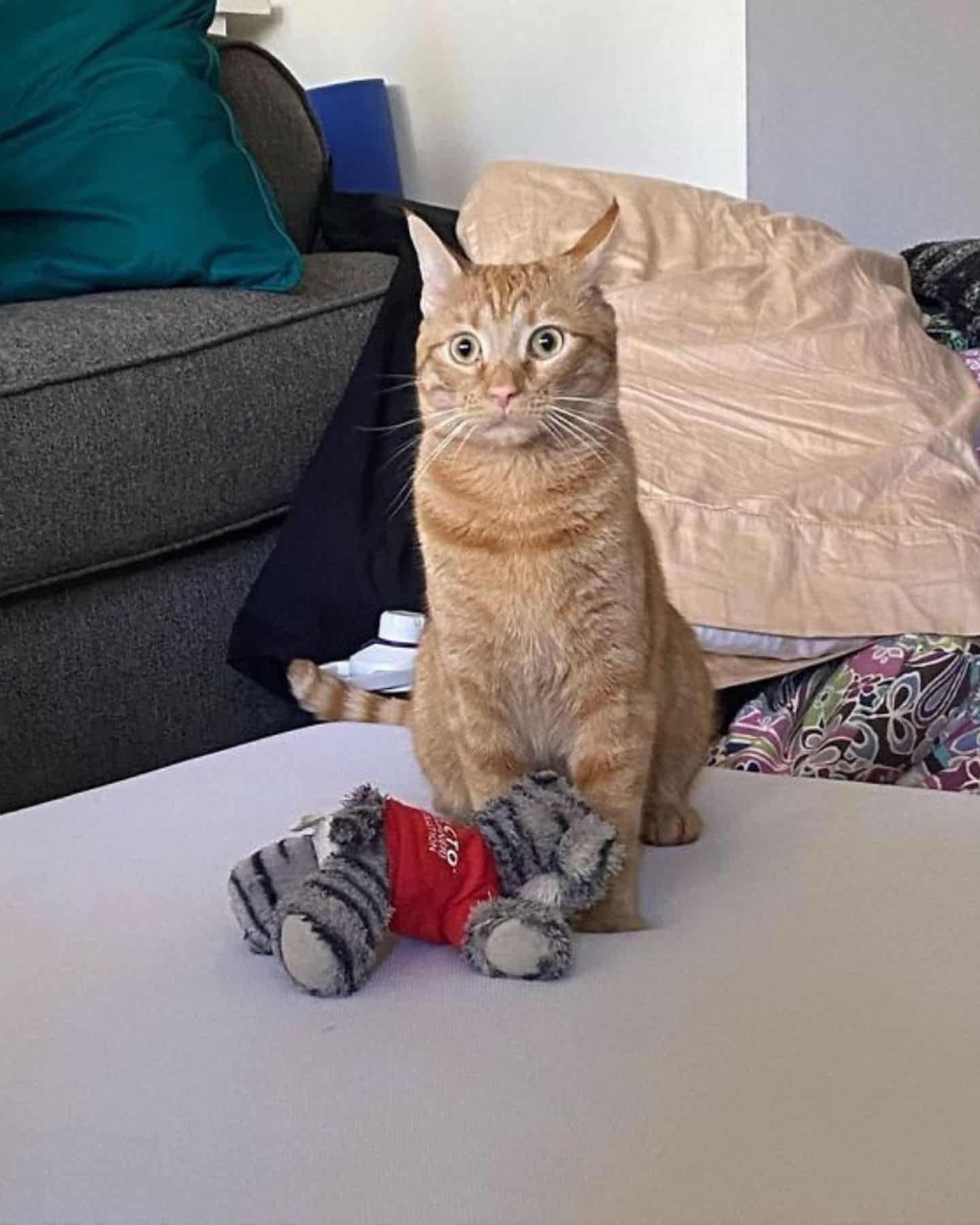 a cat sits on a white table next to a plush toy