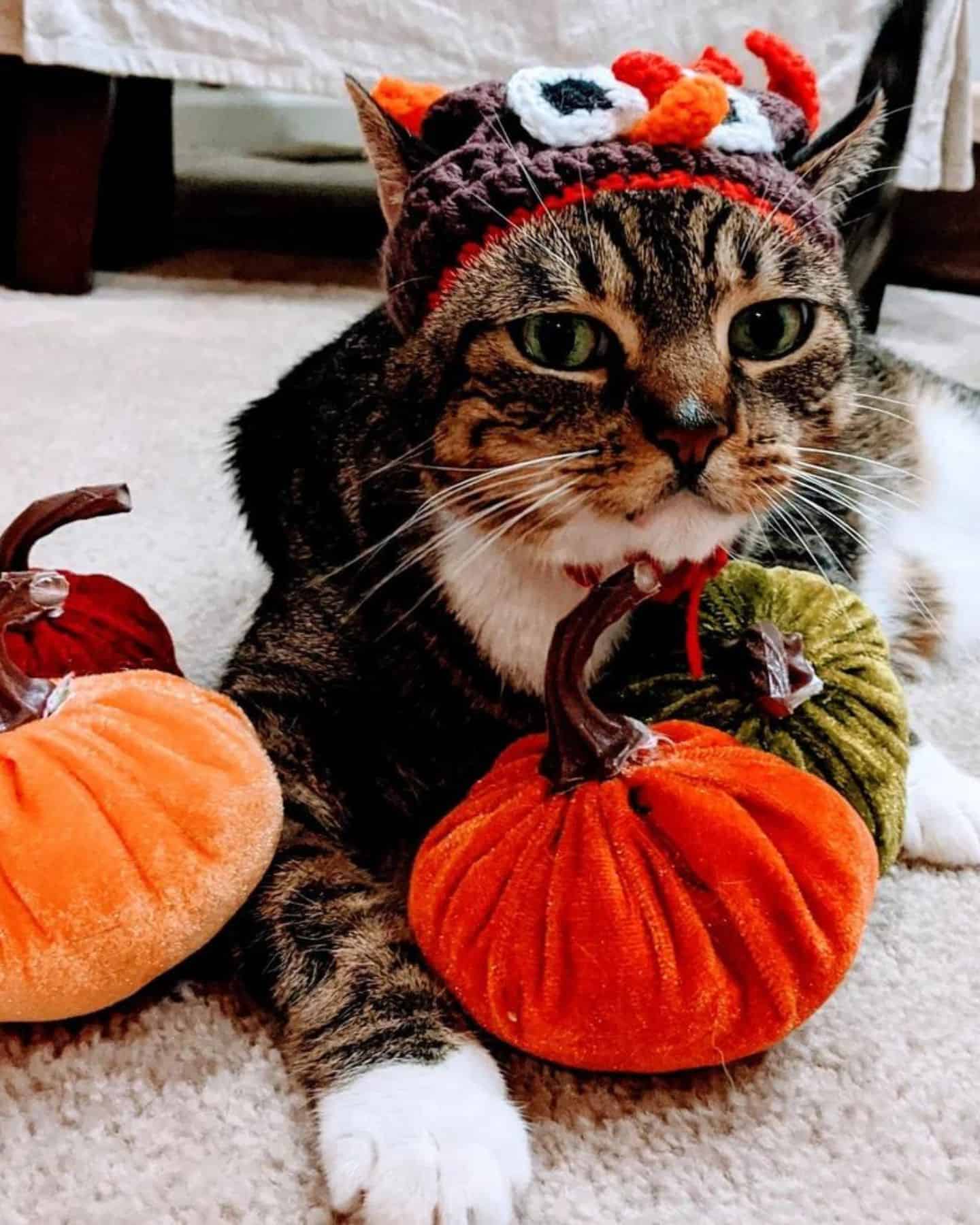a cat with a colorful cap poses next to a stuffed pumpkin