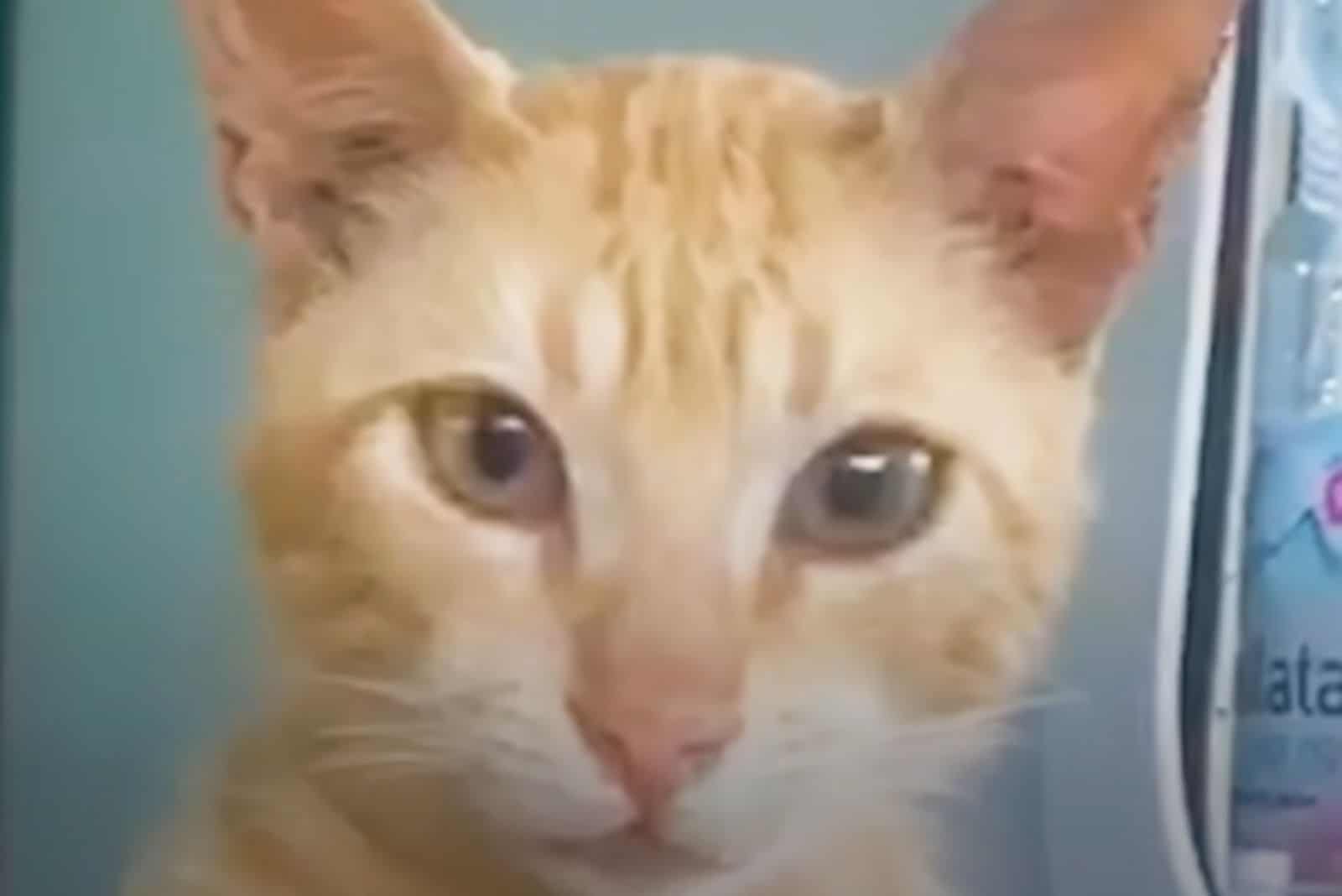 a cat with green eyes is looking at the camera