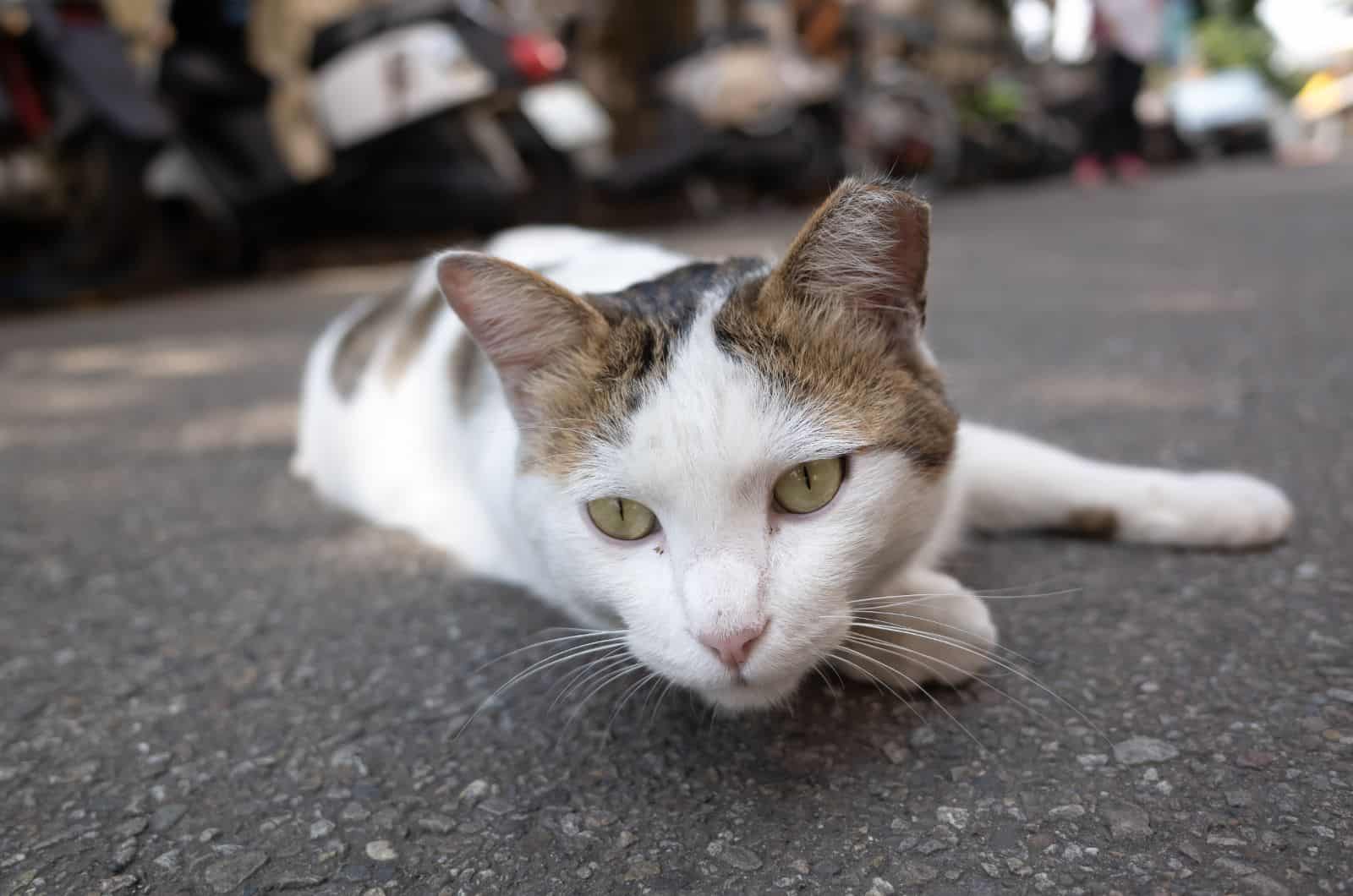 a cat without the tip of an ear is lying on the pavement