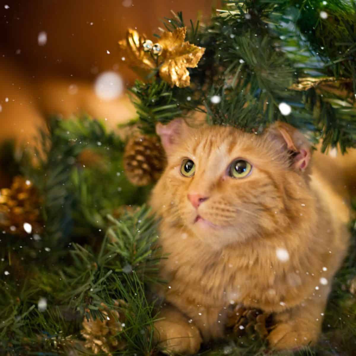 a cat's look up while lying on a Christmas tree