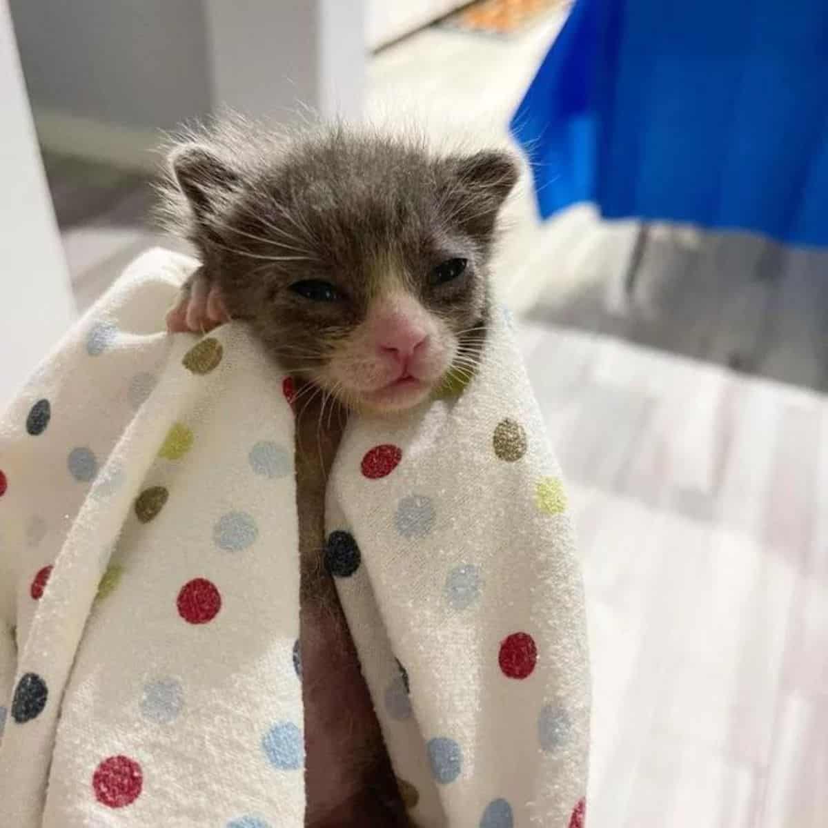 a kitten wrapped in a colorful towel