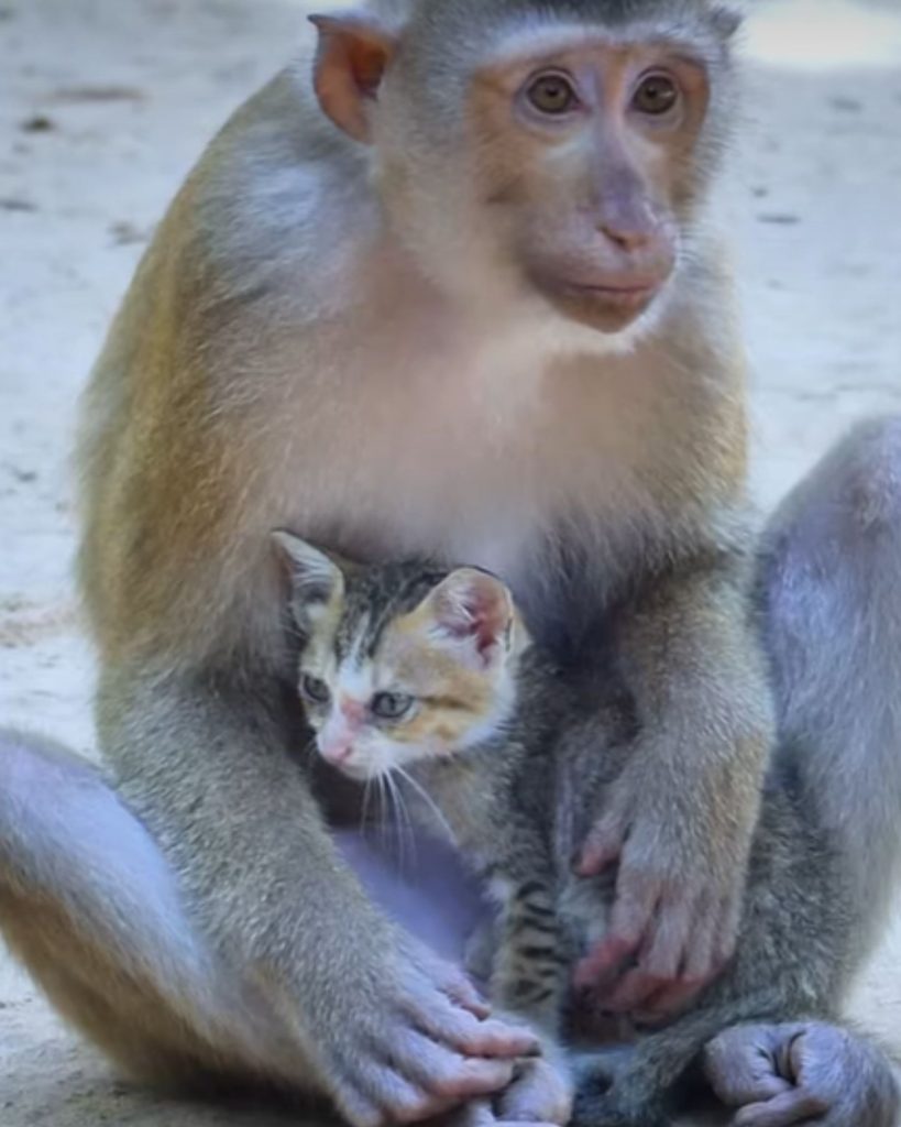 a monkey is holding a kitten in its arms